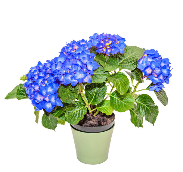 Flores de hortênsia azul em um vaso verde, hortensia close-up
  - Foto, Imagem