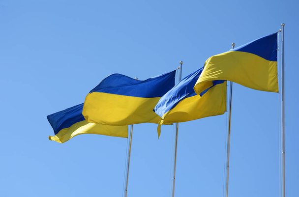 Ουκρανικές σημαίες στον άνεμο σε φόντο μπλε του ουρανού - Φωτογραφία, εικόνα