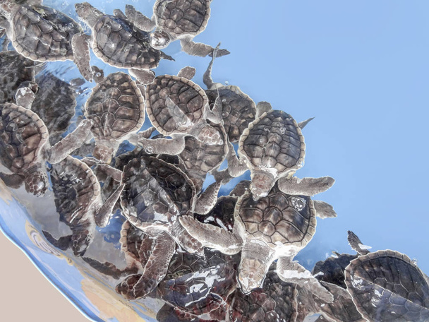 young sea turtles - Photo, Image