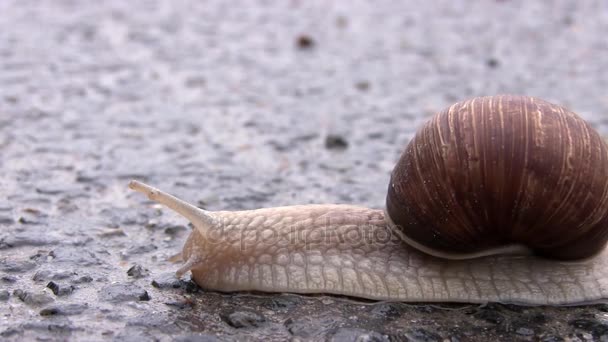 Escargot sur une route. Escargot traverse la rue sur asphalte mouillé après la pluie
 - Séquence, vidéo