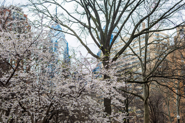 Primavera in piazza Rittenhouse in Pennsylvania
 - Foto, immagini