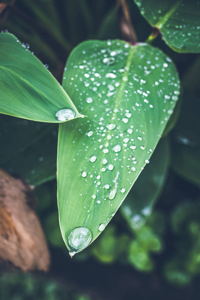 Wassertropfen auf frisches grünes tropisches Blatt. bali tropics, Indonesien. frischer grüner exotischer Hintergrund. - Foto, Bild