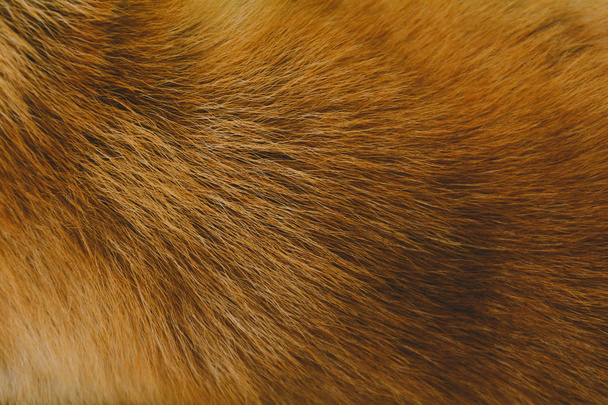 Gros plan cheveux de chien motif abstrait brun clair
 - Photo, image