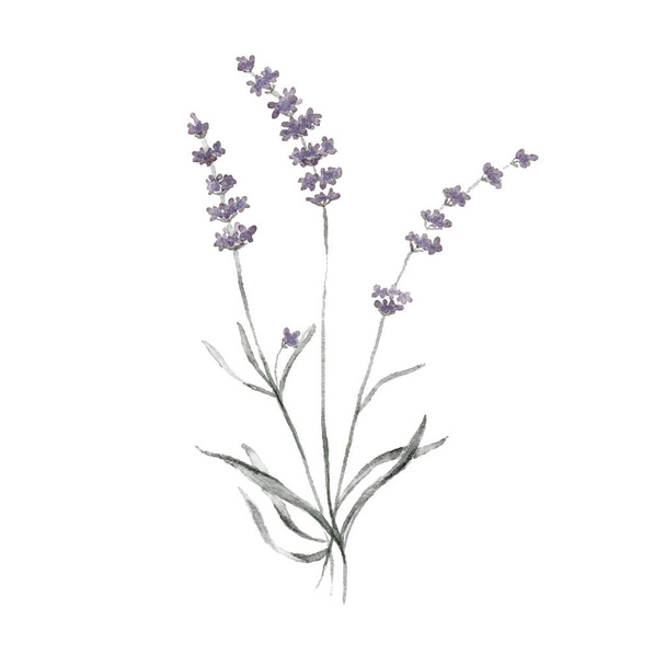 Watercolor Lavender Flower - Fotó, kép