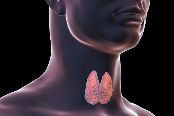 Ilustración de la glándula tiroides
 - Foto, Imagen