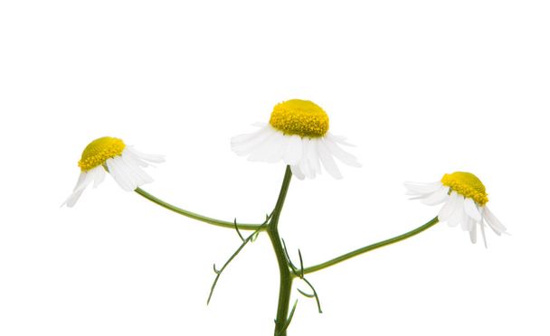 medische daisy geïsoleerd  - Foto, afbeelding