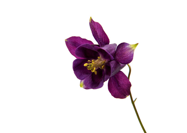 Aquilegia flor aislada
  - Foto, imagen