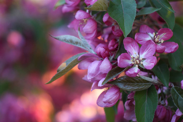 Apple pink flowers in sunshine - Fotoğraf, Görsel