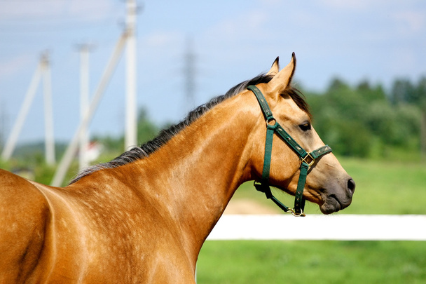 portret trakehner konia palomino - Zdjęcie, obraz