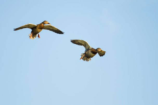 Two Mallard Ducks Flying in a Blue Sky - Φωτογραφία, εικόνα