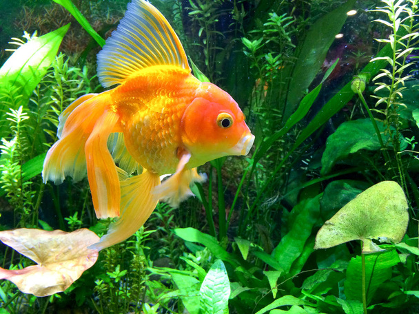Aquarium Yawning Gold Fish - Photo, Image