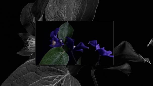 Zeitraffer des Öffnens dunkelblauer Blüten auf schwarzem Hintergrund - Filmmaterial, Video