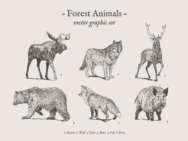 Forest animals vintage illustration set - Vector, Image