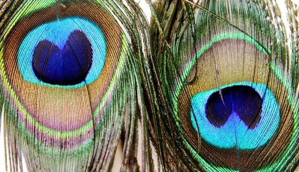 Macro-opname van een pauw veren - Foto, afbeelding