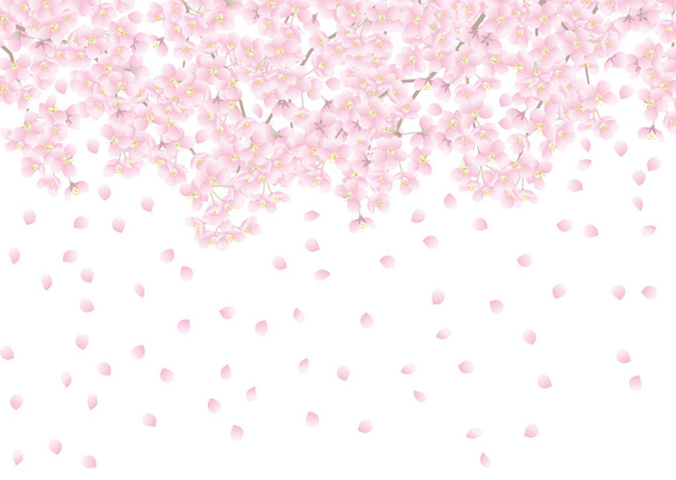 Cherry blossom  Fall background material - Vector, Image