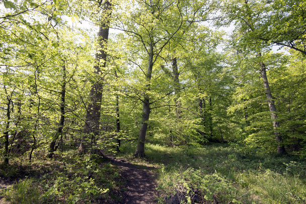Lekki wiosenny zielony las - Zdjęcie, obraz