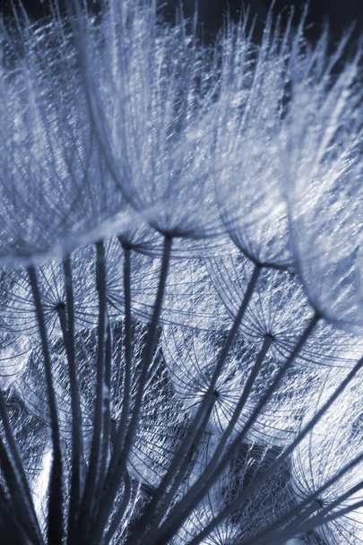 Dandelion seeds in backlit  - Foto, Imagen