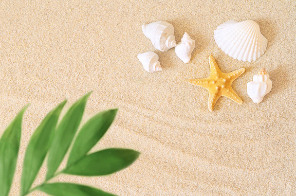 Sea shells and palm on the sand background. Summer beach. - Foto, Imagem