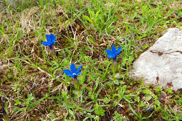 Gentiane trompette (gentiana clusii), l'une des premières fleurs au printemps, avec une tige très courte et une grande fleur en forme de trompette. Dans les Alpes européennes, les Pyrénées, les Carpates et leurs contreforts
. - Photo, image