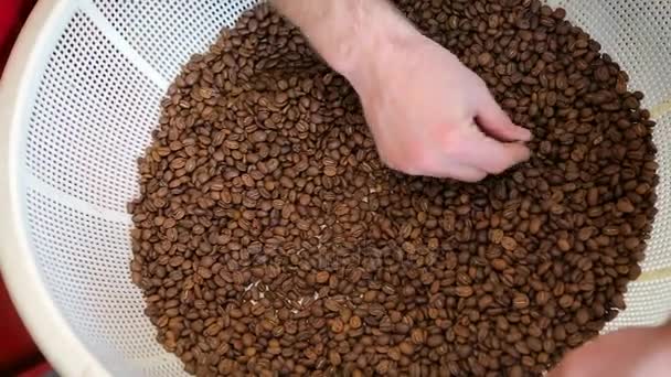 Aromatische geroosterde koffiebonen worden gecontroleerd door professionele barista. De vers geroosterde koffiebonen in witte mand. Barista controleert de kwaliteit van de koffiebonen - Video