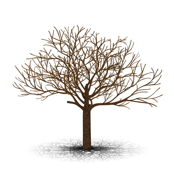 irrallinen puu ilman lehtiä varjossa
 - Vektori, kuva