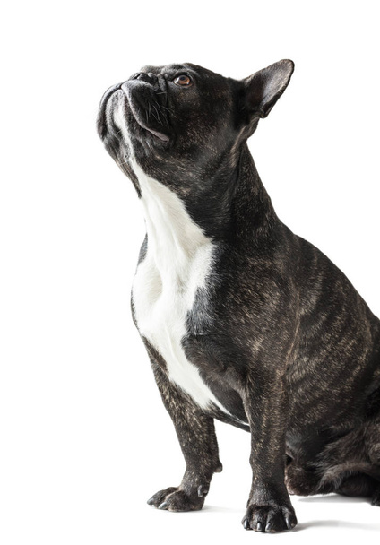 French Bulldog dog  - Foto, imagen