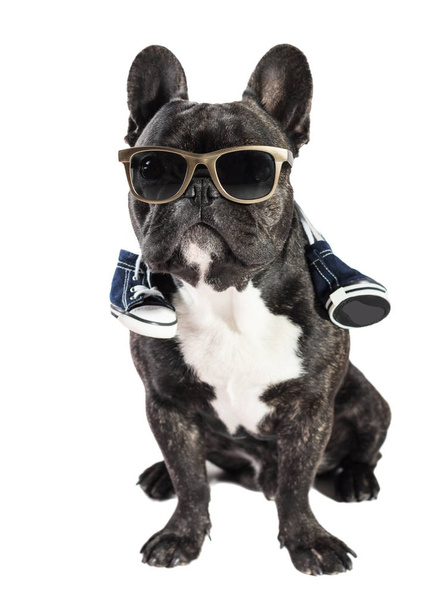 French bulldog in sunglasses - Фото, изображение