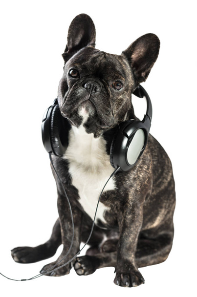 French bulldog in headphones  - Фото, изображение