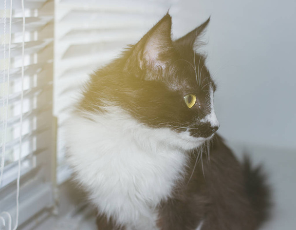Beautiful friendly domestic cute cat - Valokuva, kuva