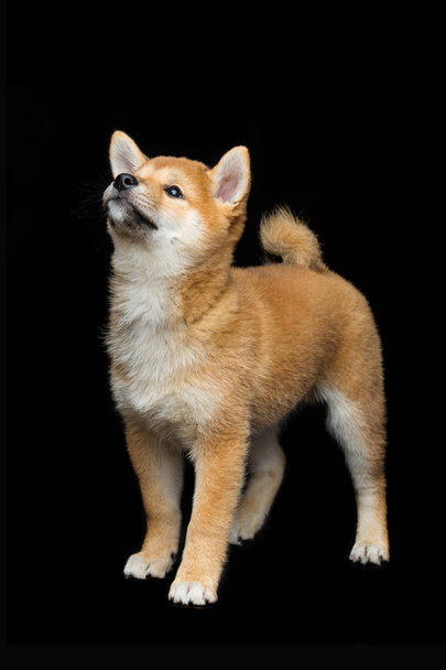 Bonito cachorro shiba inu
 - Foto, Imagem