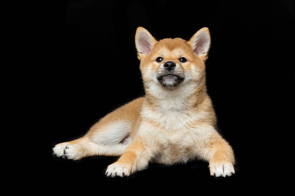 Hermoso cachorro shiba inu
 - Foto, Imagen