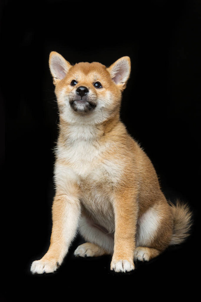 Bonito cachorro shiba inu
 - Foto, Imagem