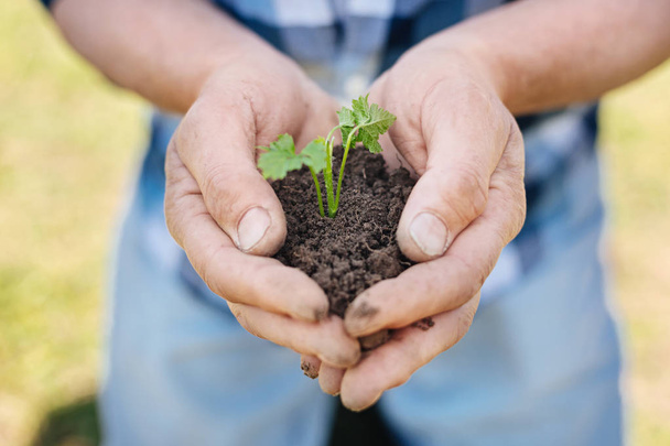 Gardeners hands holding pile of soil with plant - Foto, Bild