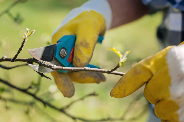 hands holding pruning shears - 写真・画像