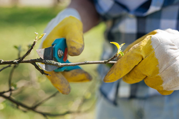 \gardeners hands cutting branches - Foto, imagen