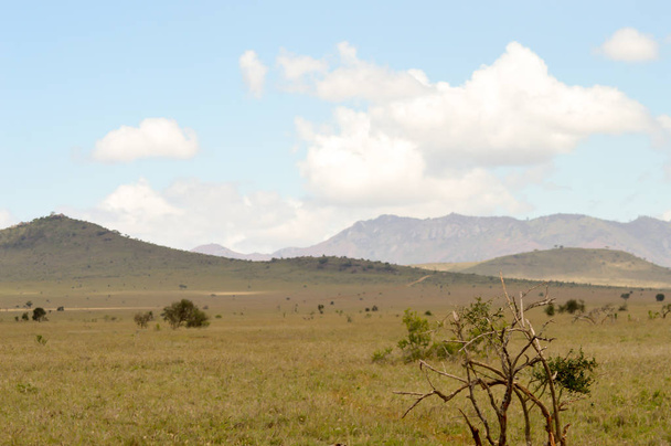 View of the Tsavo East savannah in Kenya  - 写真・画像