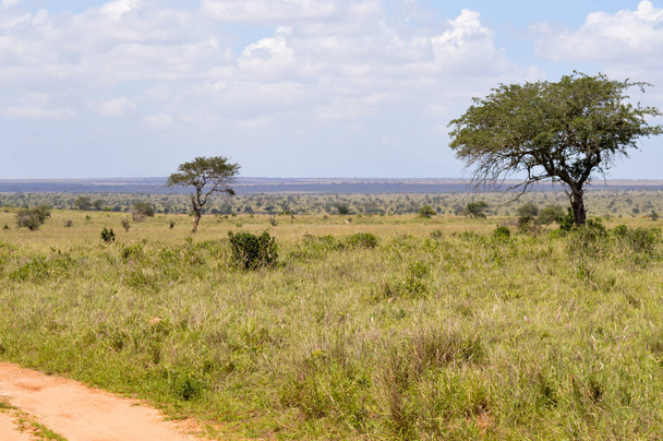 View of the Tsavo East savannah - Photo, Image