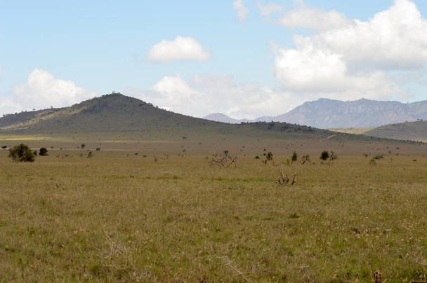 Widok na sawannie Tsavo East w Kenii  - Zdjęcie, obraz