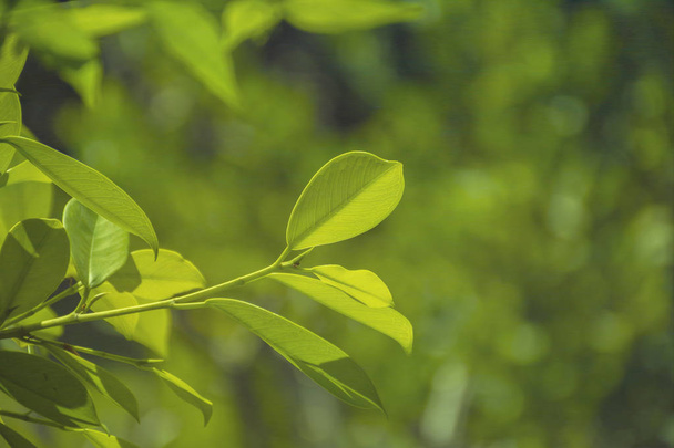 grüne Blätter / Pflanzenstruktur mit der Natur. - Foto, Bild