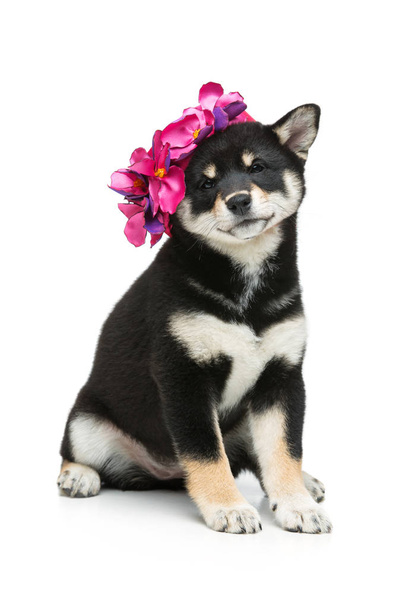 Bonito cachorro shiba inu em chapéu rosa
 - Foto, Imagem