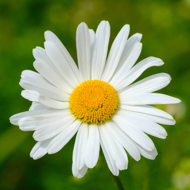 Ox-eye daisy detail - Foto, afbeelding