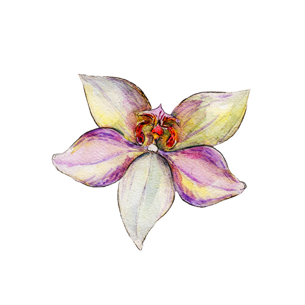The closeup vanilla flower isolated on white background, watercolor illustration in hand-drawn style. - Φωτογραφία, εικόνα