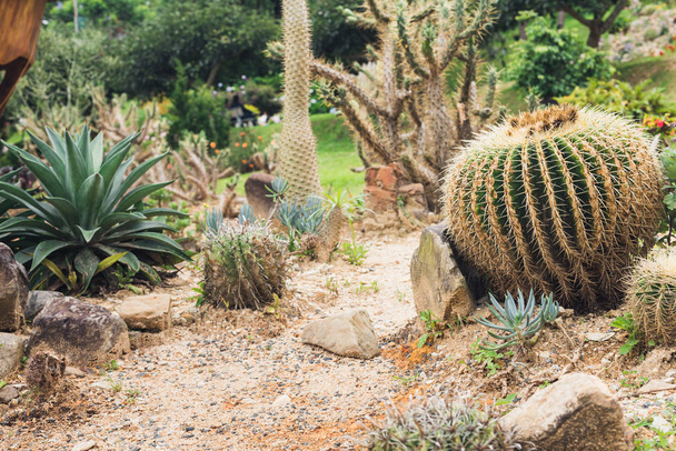 Kaktus in einer Wüstenlandschaft - Foto, Bild