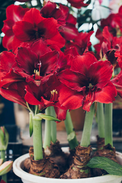 Червоний Amaryllis квітів у горщику - Фото, зображення