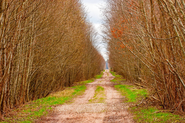Road in forest - Photo, Image