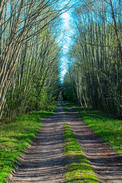 Carretera en bosque
 - Foto, Imagen