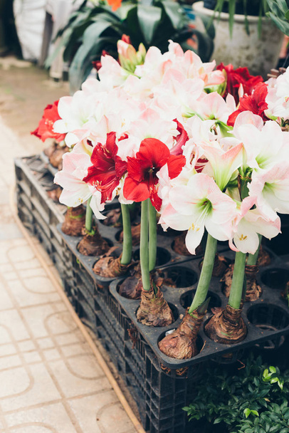 Red and white Amaryllis flowers in pot - Photo, Image