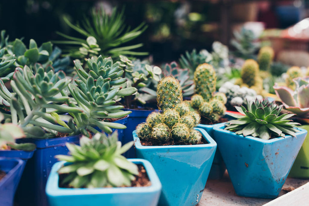 Pots with succulents in market - Foto, Imagem