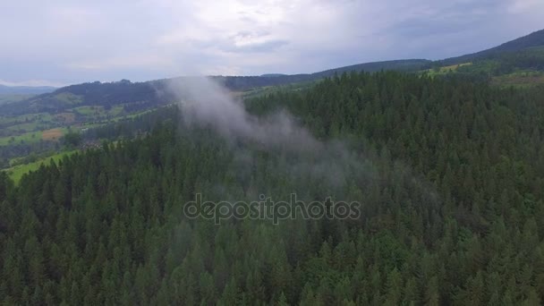 piękny las w Karpatach ukraińskich. Widok z lotu ptaka - Materiał filmowy, wideo