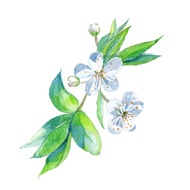 Branch with cherry flowers. Isolated on a white background. watercolor illustration. - Fotografie, Obrázek